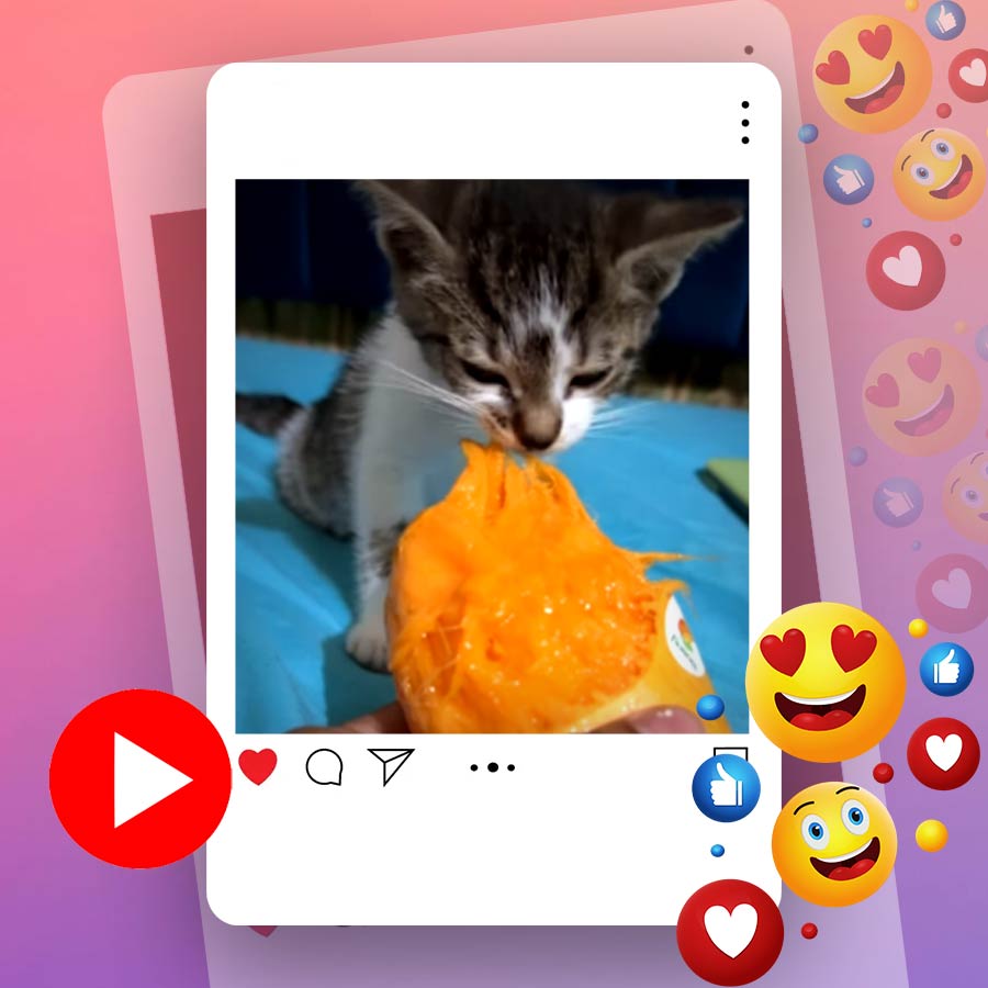 Video of kitten eating mango for first time goes viral dgtl