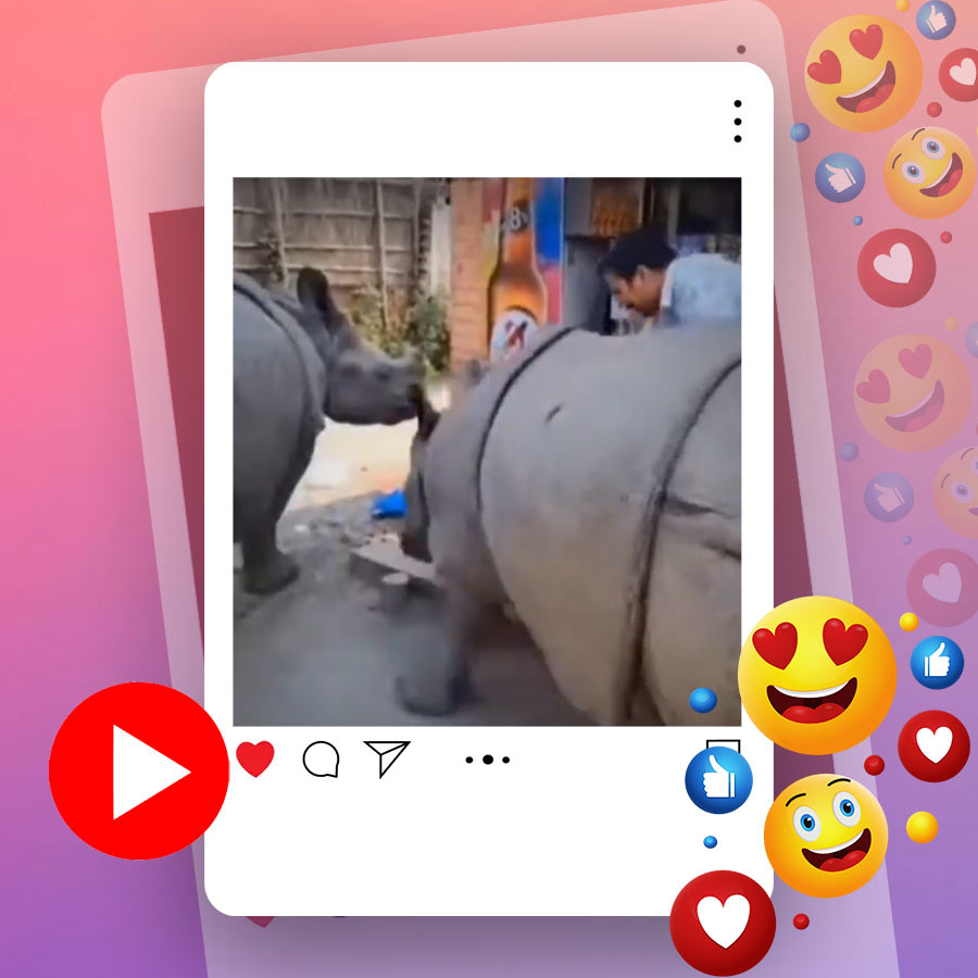 Video of two rhinoceroses standing in front of liquor shop goes viral dgtl