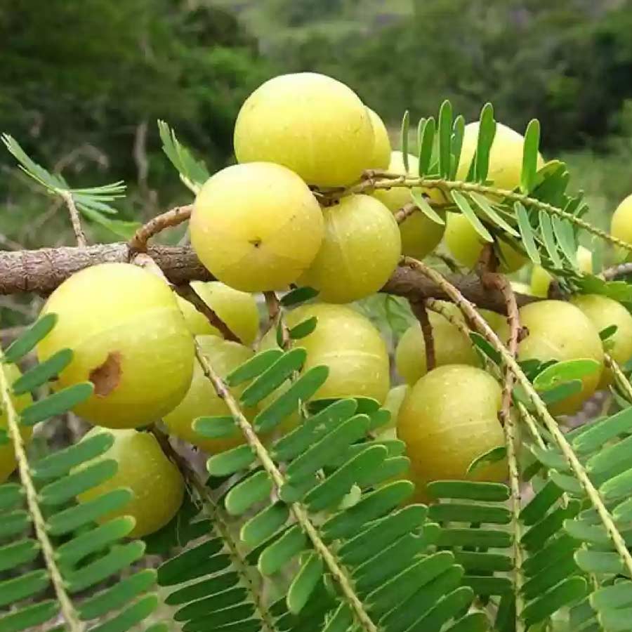How to grow Indian gooseberry in pots dgtl