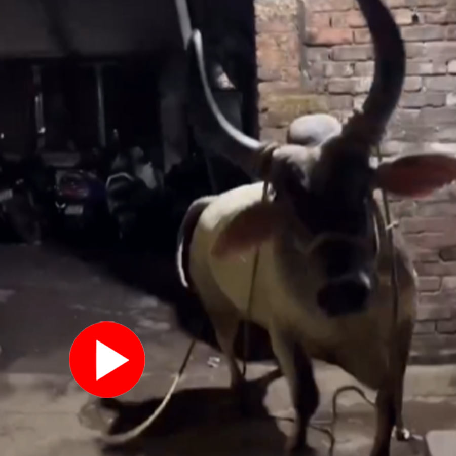 Video of a bull attacking a man goes viral dgtl