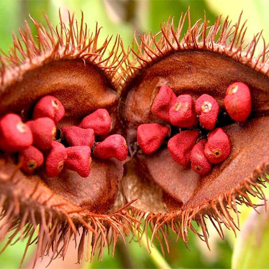 Sindoor Plant will be grown in Purulia