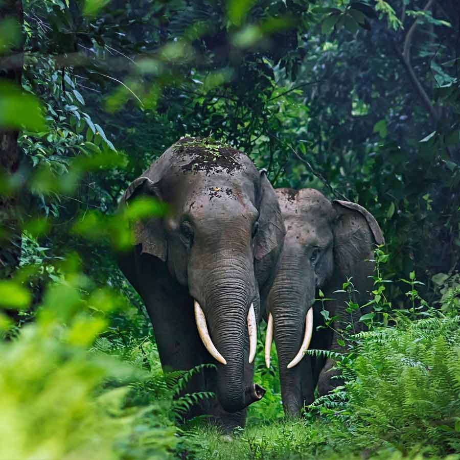 Eight national parks to stay closed from now on during monsoon season, Government of West Bengal Directorate of Forests issues order dgtl