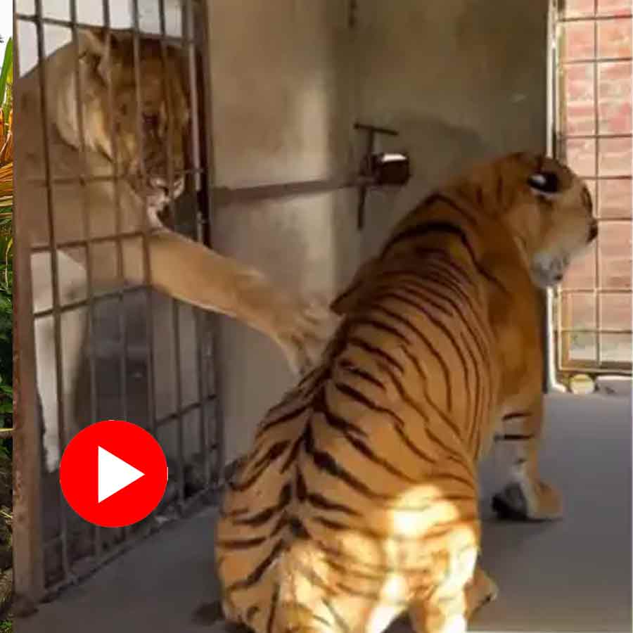 Video of brawl between tiger and lion, lioness inside cage goes viral