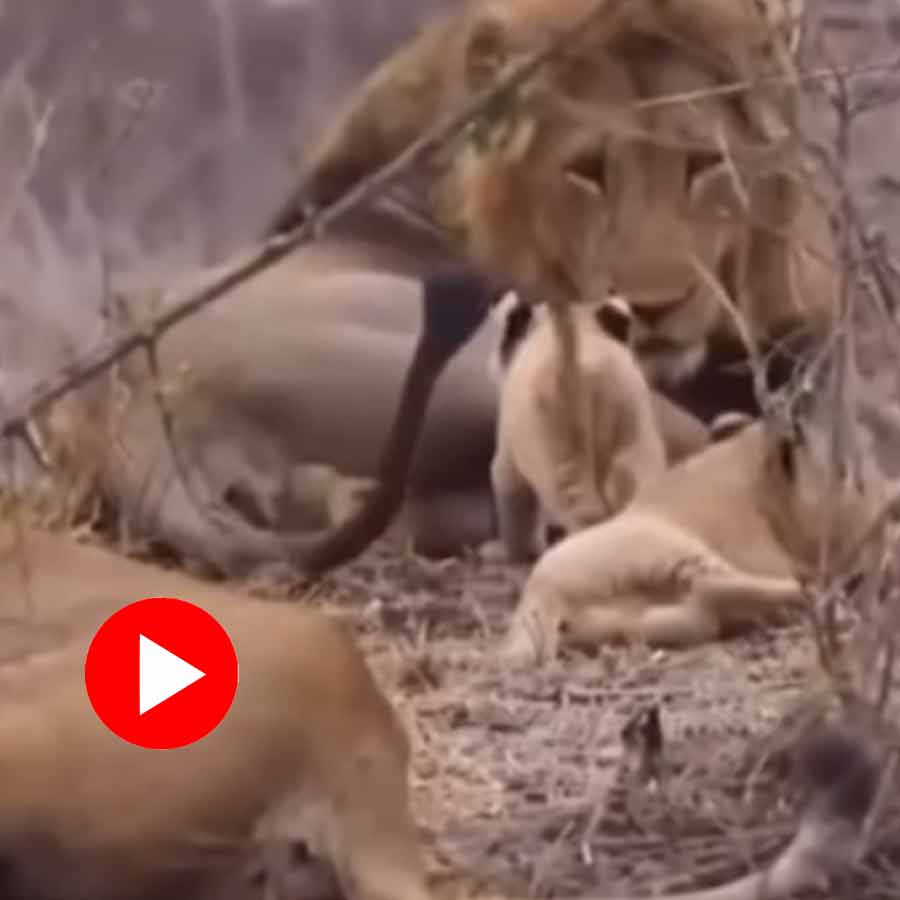 Video of lioness hitting lion for making fun of its cub goes viral dgtl