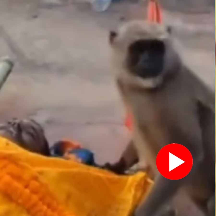 Monkey paying respects at a man’s funeral