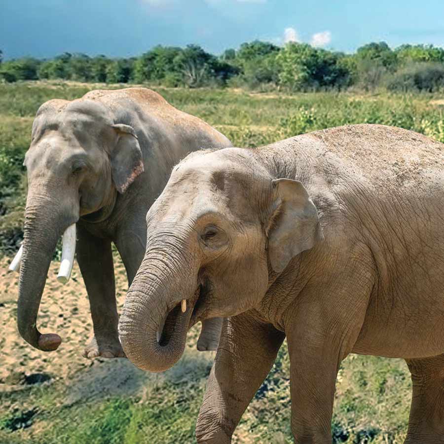 Pakistan News: Madhubala And Malika, Last Elephants Battle Tuberculosis Wth 400 Pills A Day dgtl