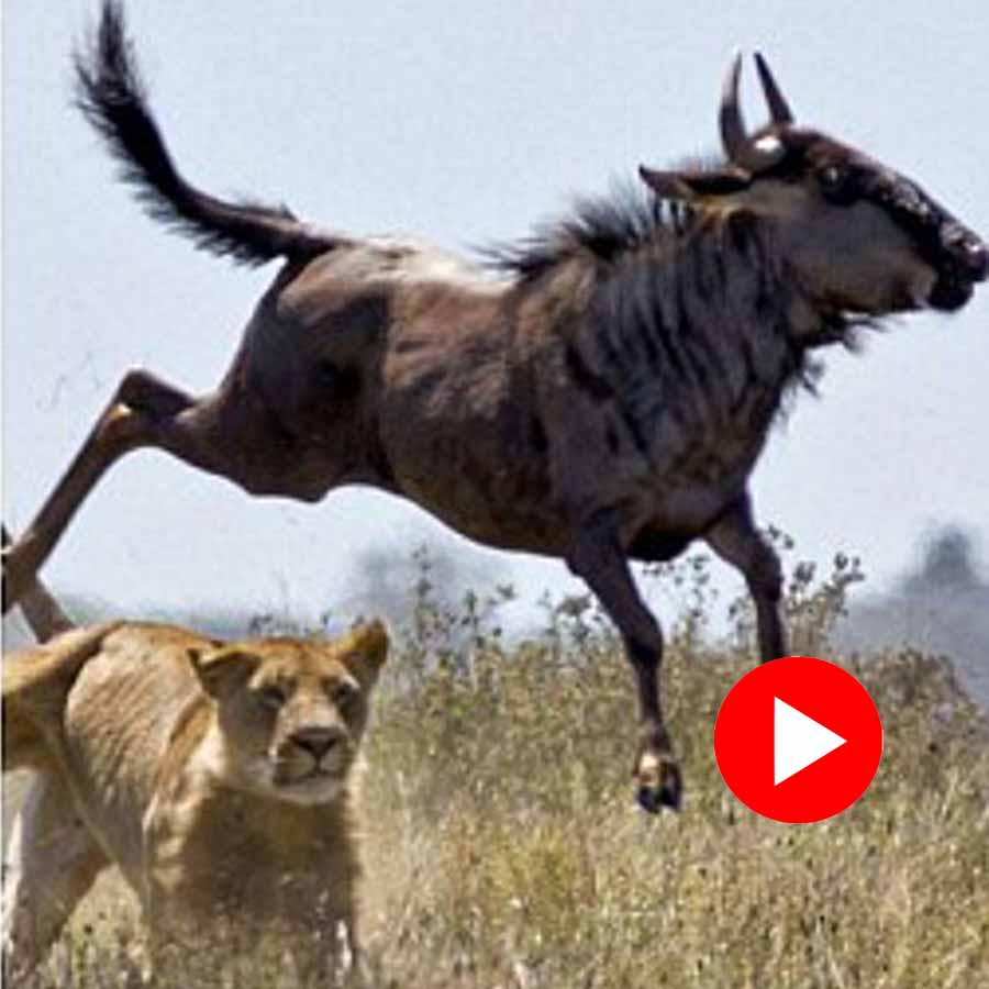 Video of wildebeest jumping above lionesses goes viral dgtl