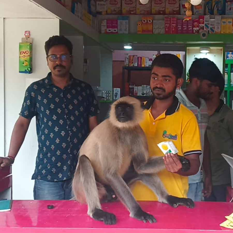Monkey