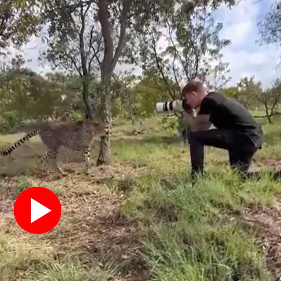 Video shows cheetah approaches to wildlife photographer in jungle