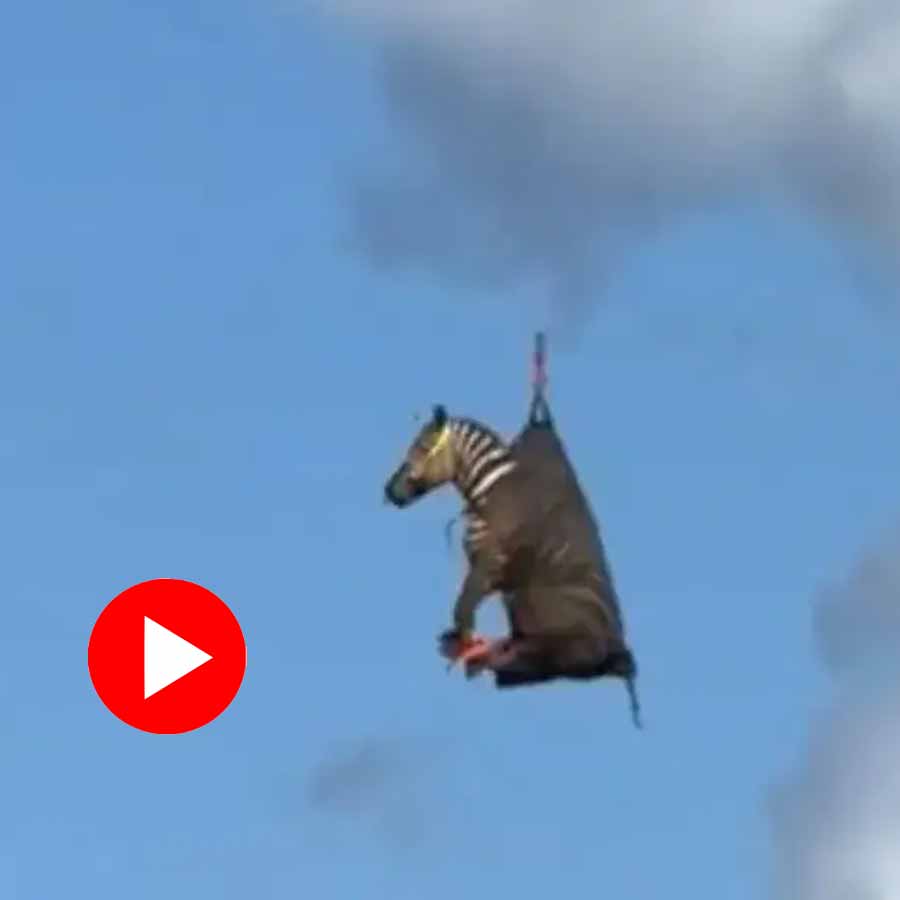 A pet zebra name Ed eloped from house and got rescued after a week by helicopter, funny video goes viral dgtl