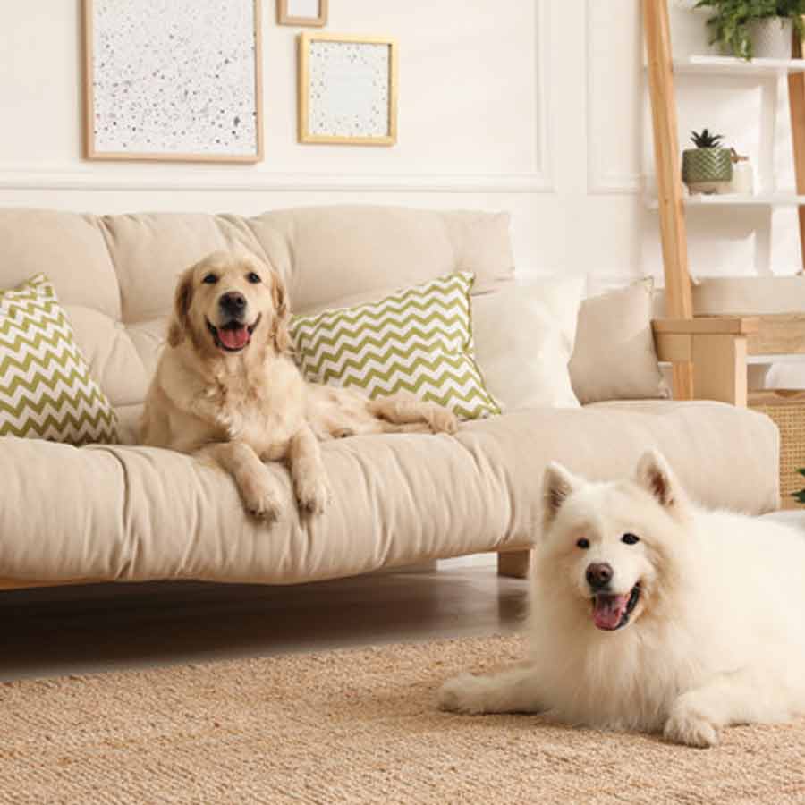 Should you sleep with your pet at night on bed