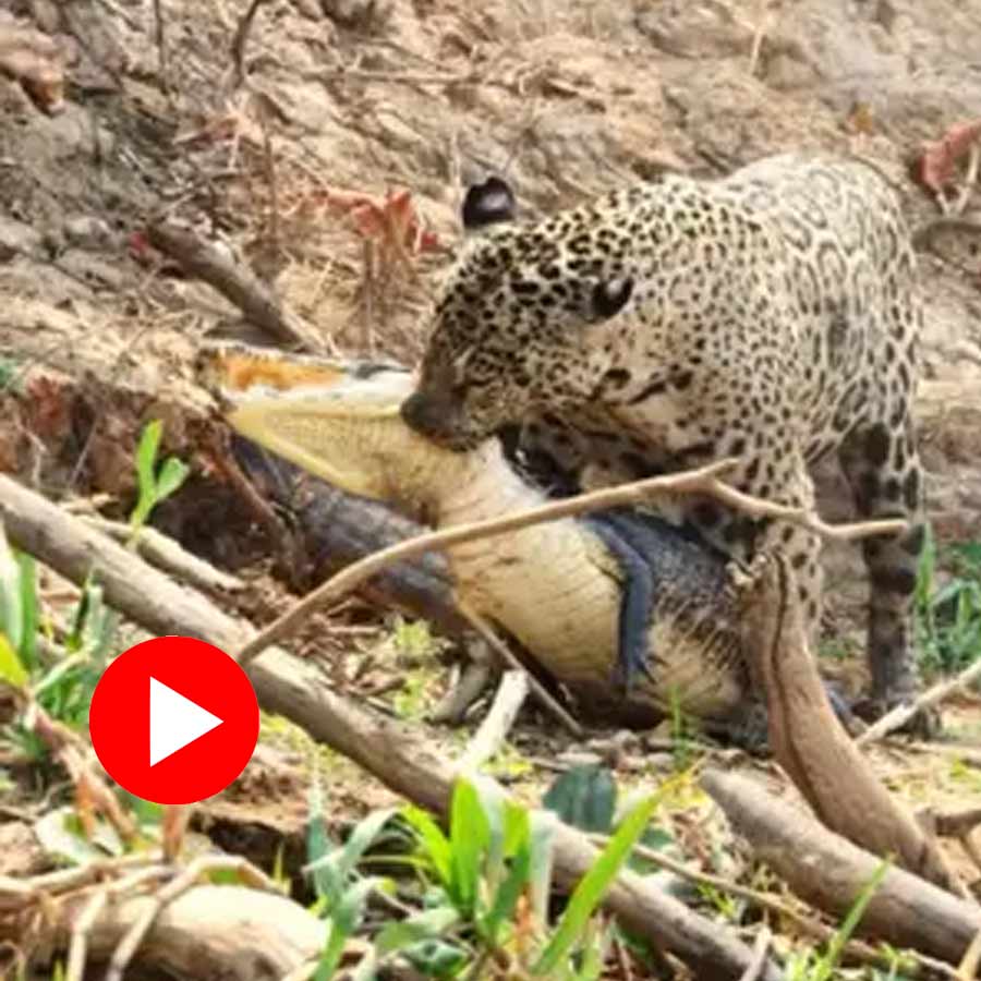 Video shows jaguar hunts crocodile goes viral