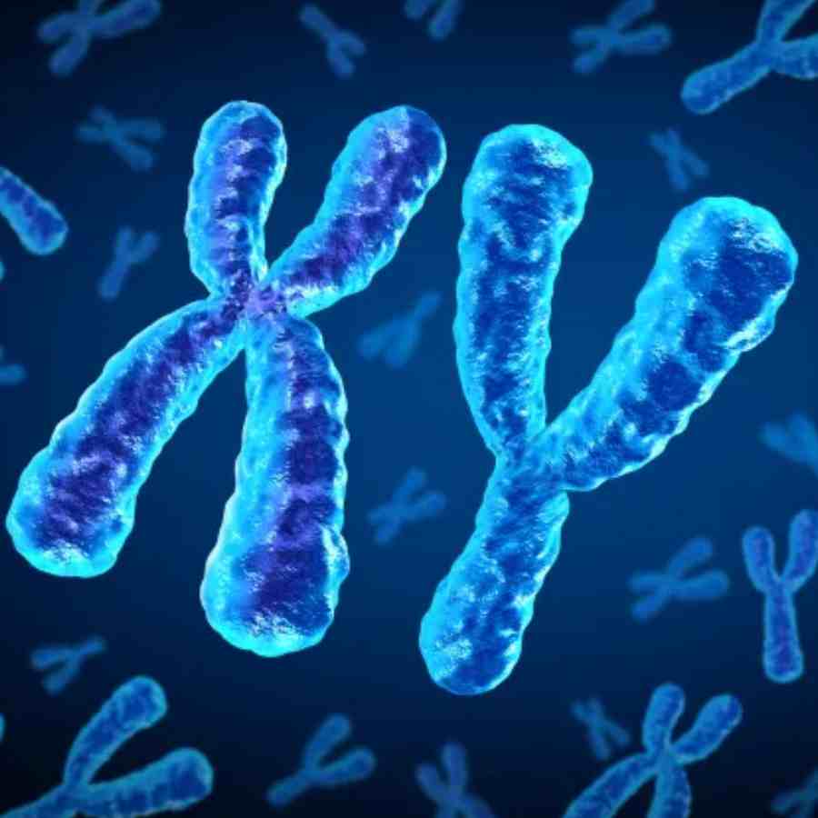 মায়ের থেকে এক্স আর বাবার থেকে ওয়াই এসে তৈরি হয় পুরুষ শরীর।