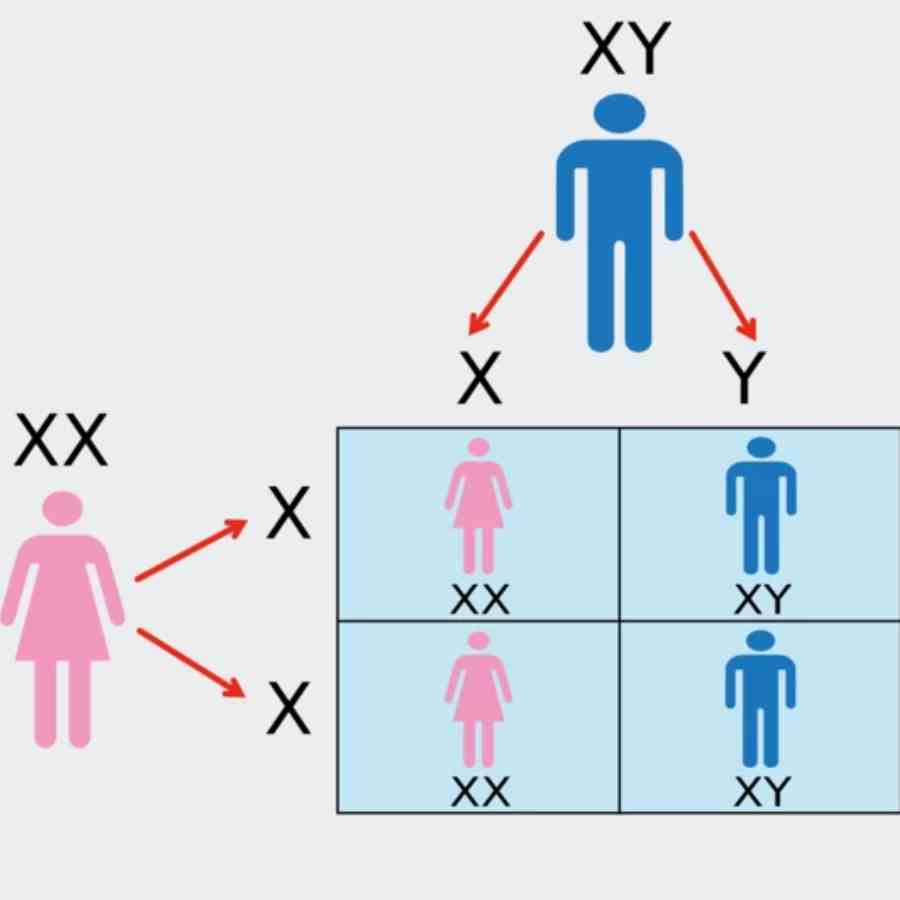 লিঙ্গ নির্ধারণের কাজটি করে 'সেক্স ক্রোমোজ়োম'।