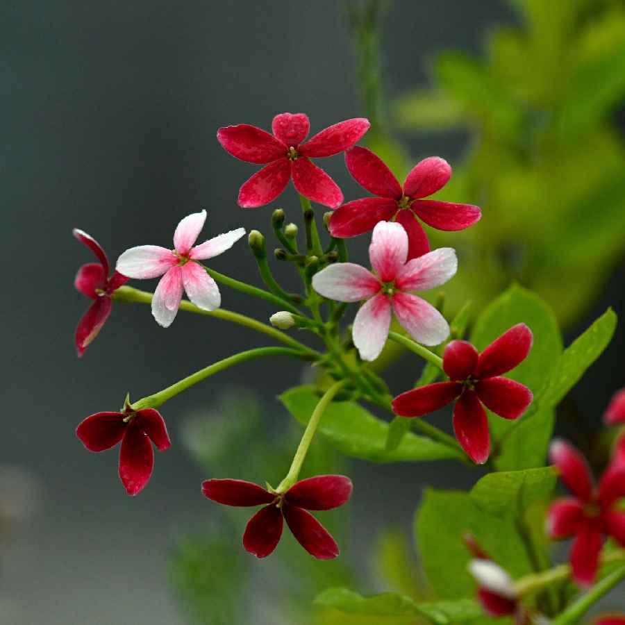 5 self seedng flowers that will cover your garden thorugh out the year dgtl