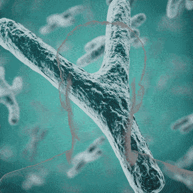 New Study Claims Men are slowly Losing their Y chromosome, but a new gene has appeared after evolution