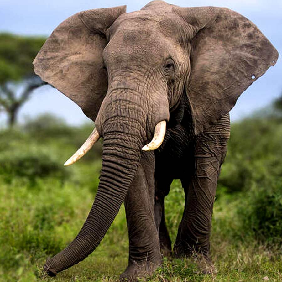 Zimbabwe has announced plans to cull at least 50 elephants in the Save Valley Conservancy dgtl