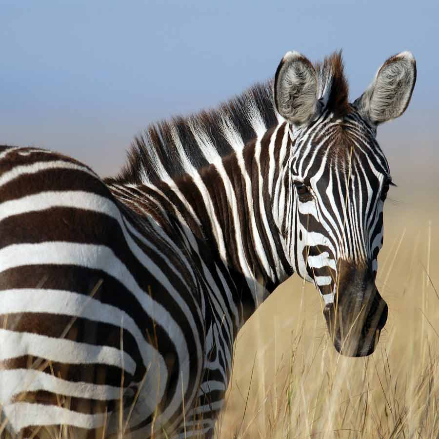 zebra