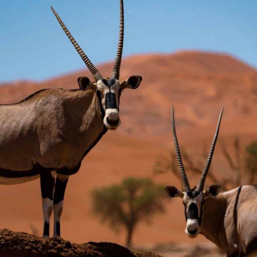 পশুনিধনের আগে নামিবিয়ার পরিবেশ, বন ও পর্যটন মন্ত্রক একটি বিজ্ঞপ্তিও জারি করে। তাতে বলা হয়েছিল, ৩০টি জলহস্তী, ৬০টি মহিষ, ৫০টি ইম্পালা (হরিণ জাতীয় প্রাণী), ১০০টি নীল ওয়াইল্ডার বিস্ট, ৩০০টি জ়েব্রা, ৮৩টি হাতি এবং ১০০টি ইল্যান্ড (হরিণ জাতীয় প্রাণী)— মোট ৭২৩টি প্রাণীকে মারার সিদ্ধান্ত নেওয়া হয়েছে। প্রাণীগুলিকে জাতীয় উদ্যান এবং আশপাশের এলাকা থেকে সংগ্রহ করা হয়েছিল।