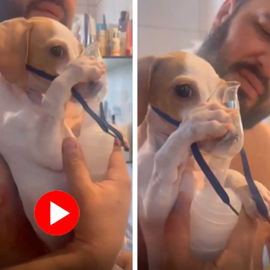 Video of puppy calmly taking asthma medicine goes viral dgtl