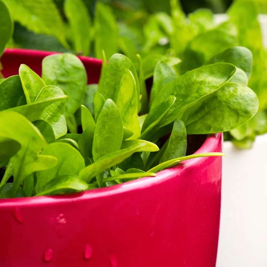 How to grow spinach at home in monsoon dgtl