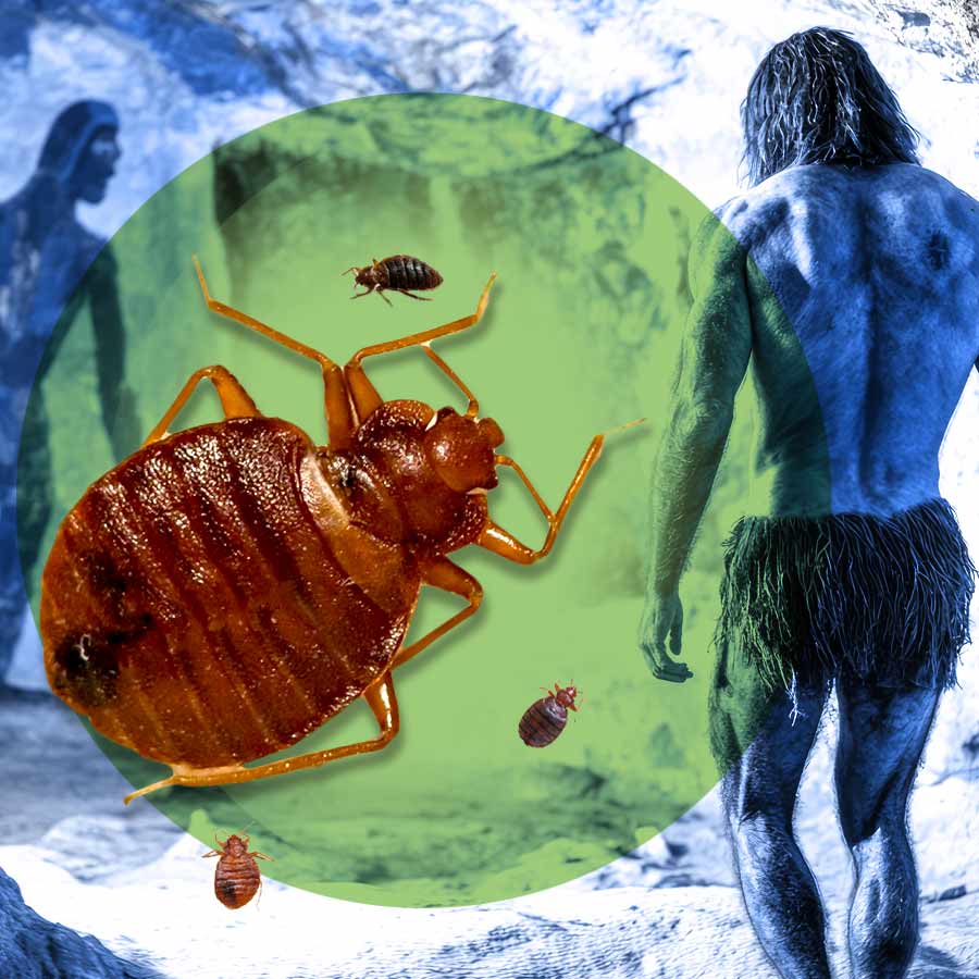 When early humans settled in cities, bugs followed them, new study says that bedbugs were the first urban pest dgtl