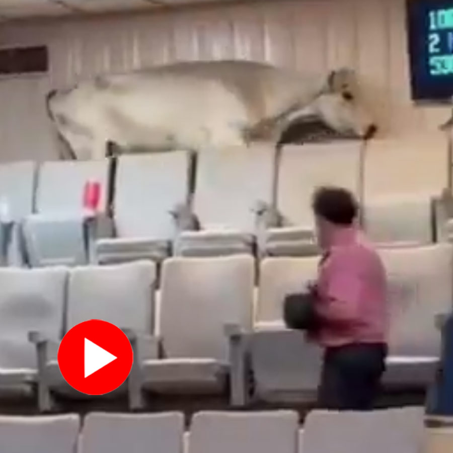Video of cow escaping livestock auction in Arkansas goes viral dgtl