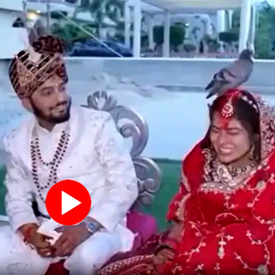 pigeon sat on brides head