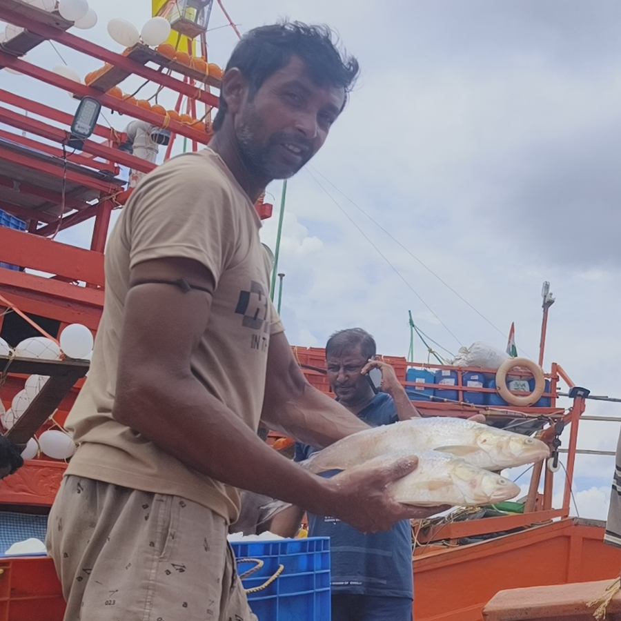 Hilsa