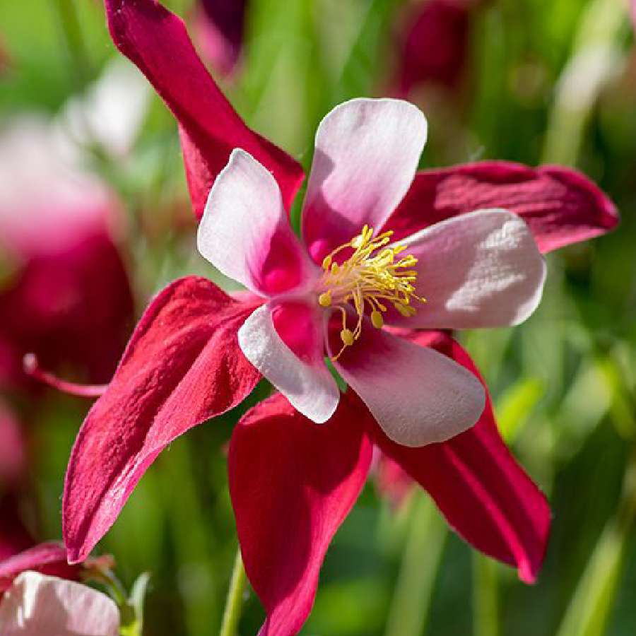 3 flowers that look like hand painting dgtl