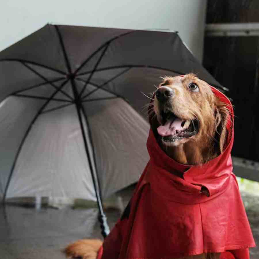 Common Monsoon health problems in Pet dog and how to prevent it