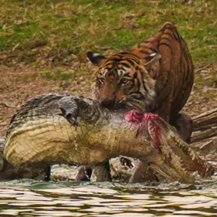 tigress hunts crocodile at Ranthambhore