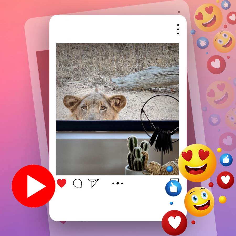 Video of lion peaking from window goes viral dgtl