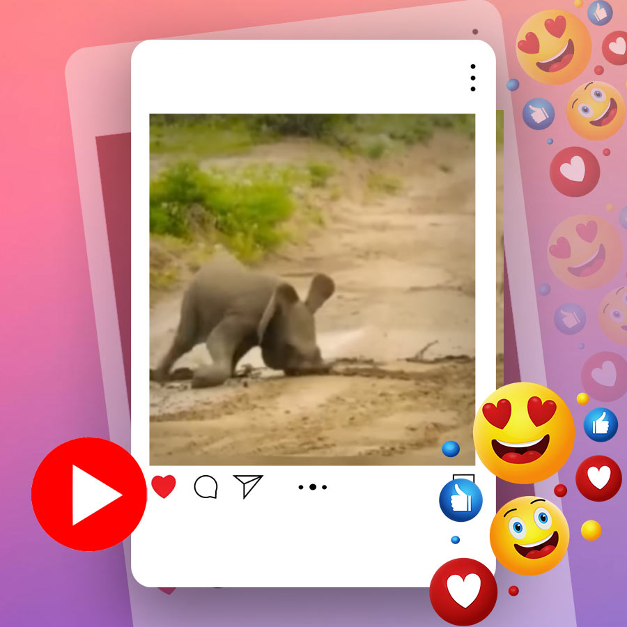 Video of baby elephant slipping on muddy road goes viral dgtl