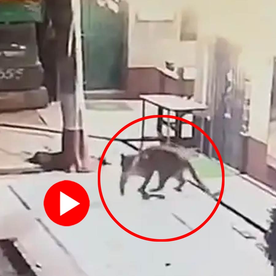 leopard enters to police quarter for hunts a dog