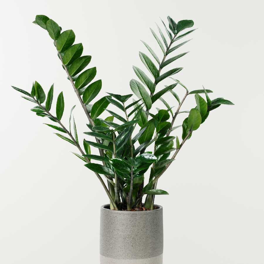 Why choose zz plant when buying plants to decorate your home dgtl