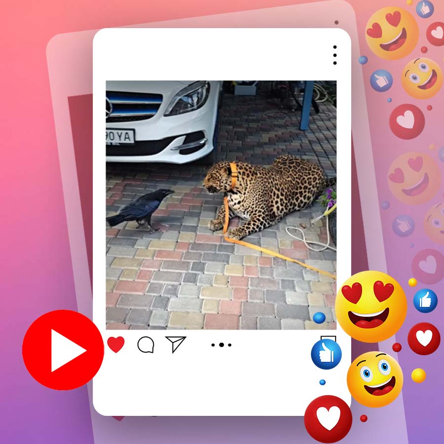 Video of tiger getting scared by crow goes viral dgtl