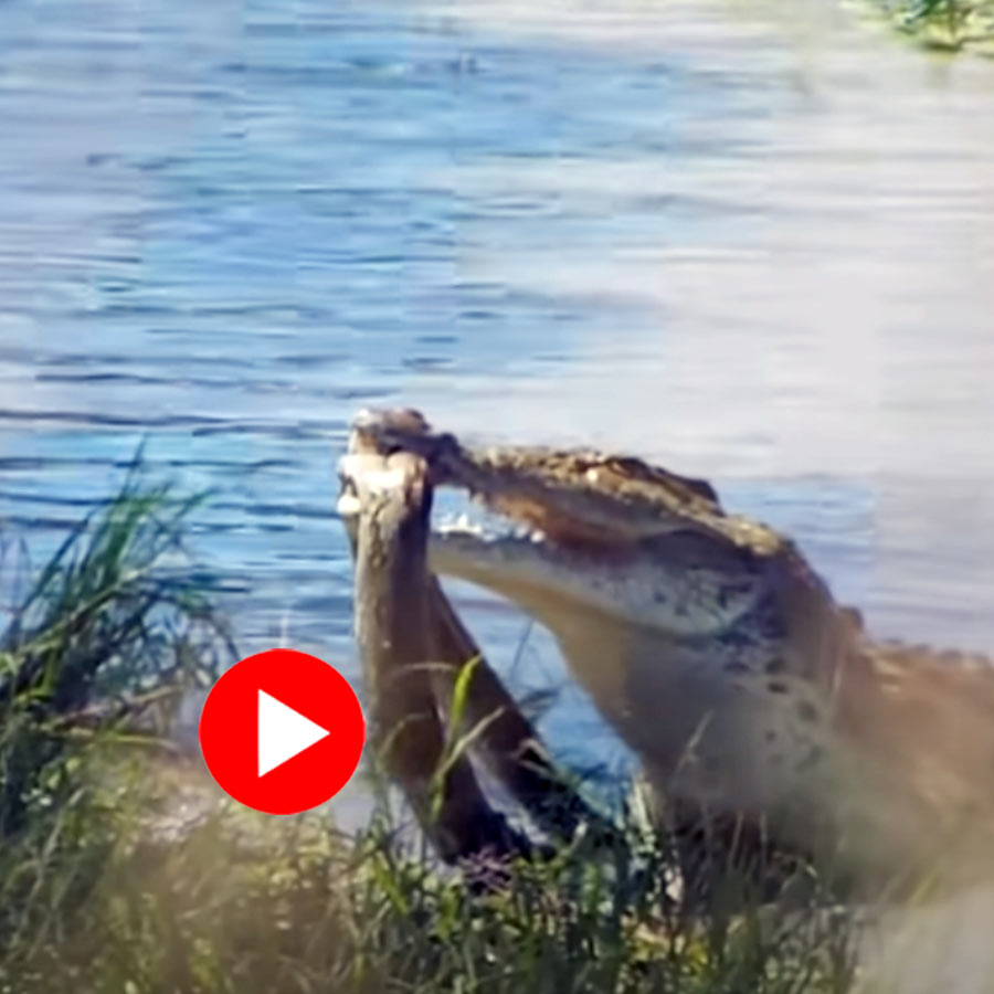 Video of python trying to escape from crocodile in South Africa goes viral dgtl