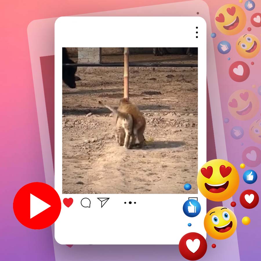 Video of monkey playing with lion cub goes viral dgtl