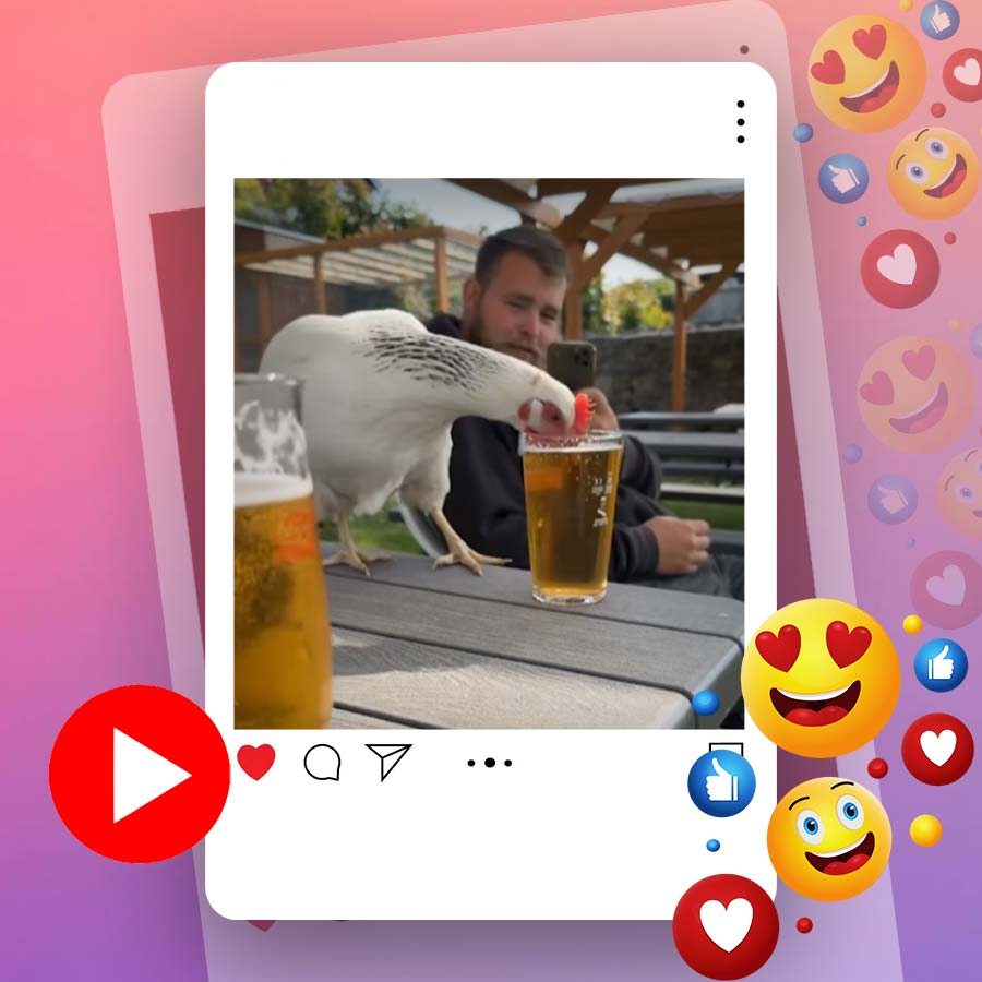 Viral video of chicken got drunk after having beer dgtl