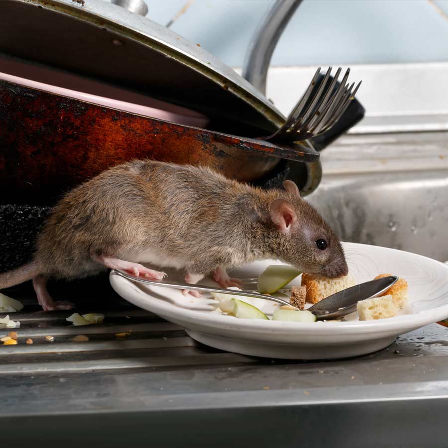 Follow these 5 effective ways to keep rats out of your home
