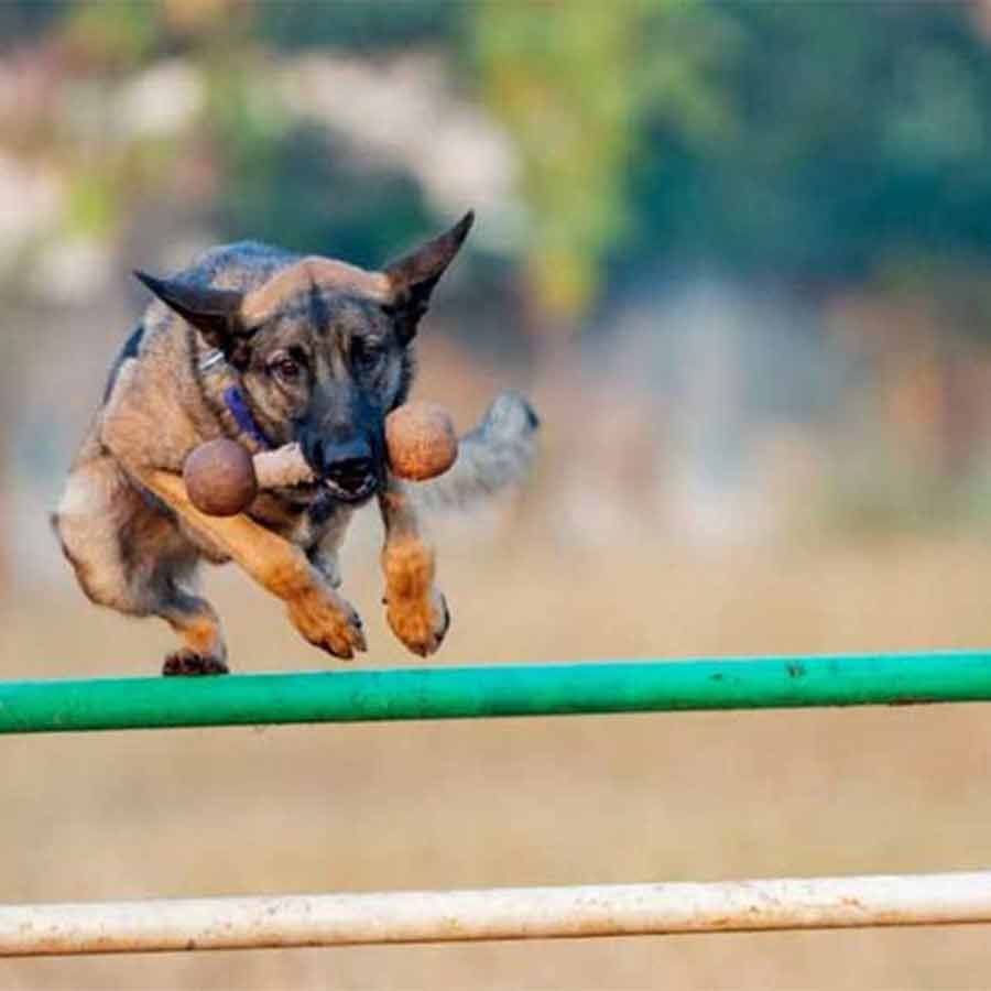 State Police to launch dog breeding and training center