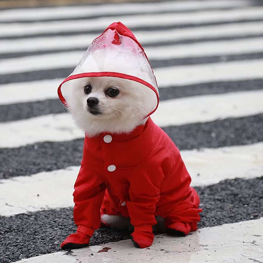 this monsoon you can choose Rain coat for Your Pet too dgtl