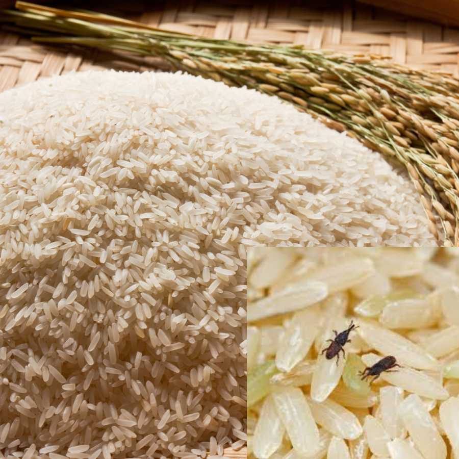 Tips to get rid of rice weevils from your kitchen dgtl