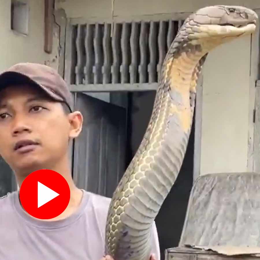 A video shows youth was seen holding a king cobra in his hand went viral dgtl