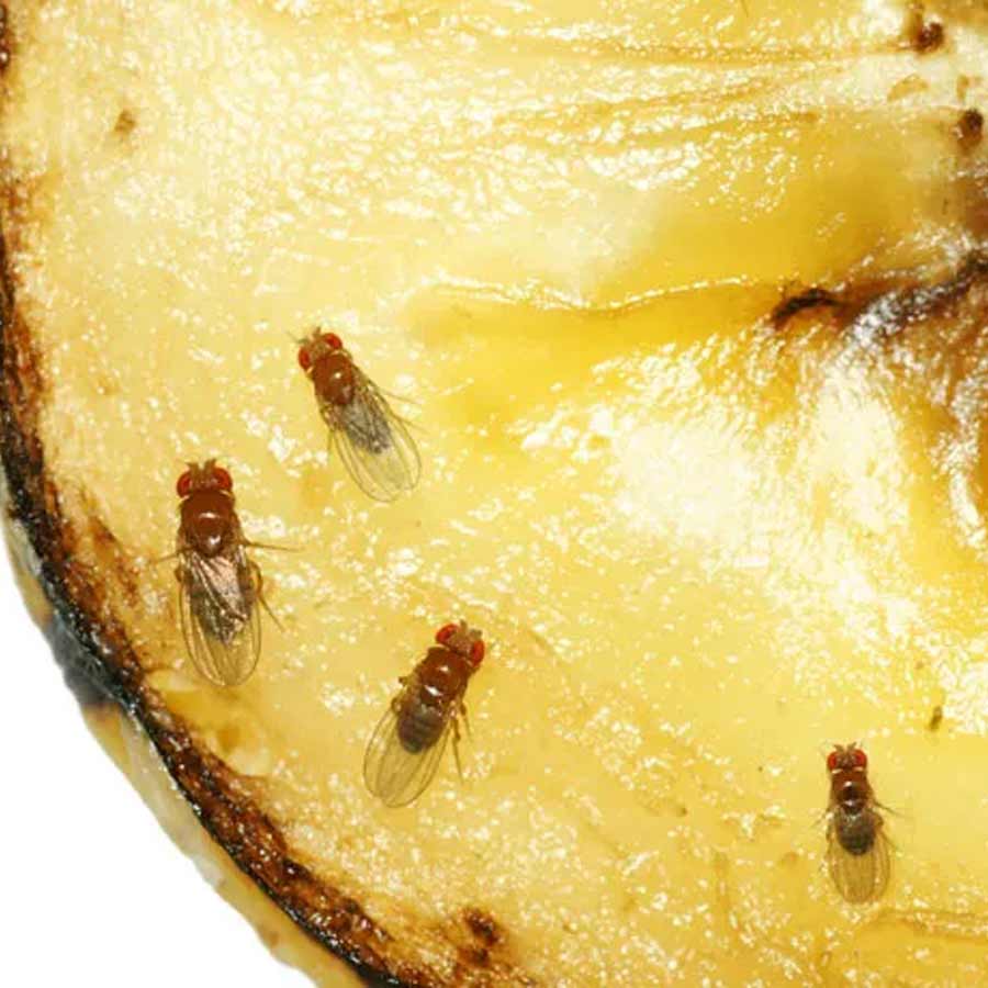 Follow these 5 easy tips to get rid of fruit flies for good
