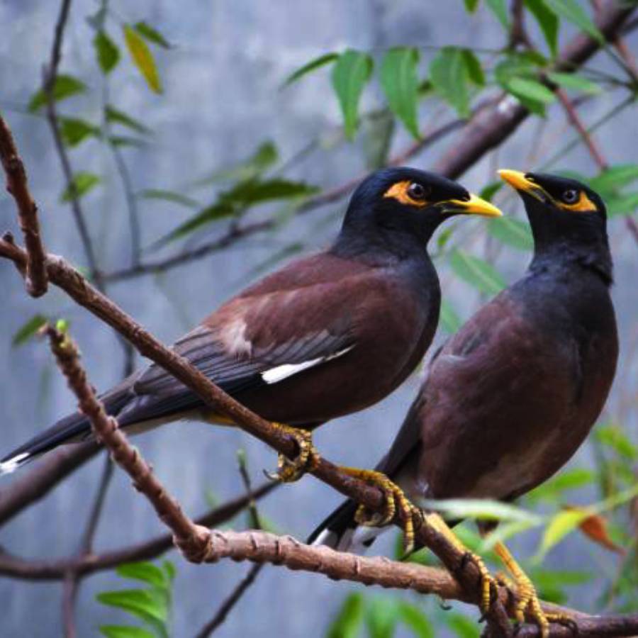 Is sighting a single common myna really bad? Know what astrologer says dgtl
