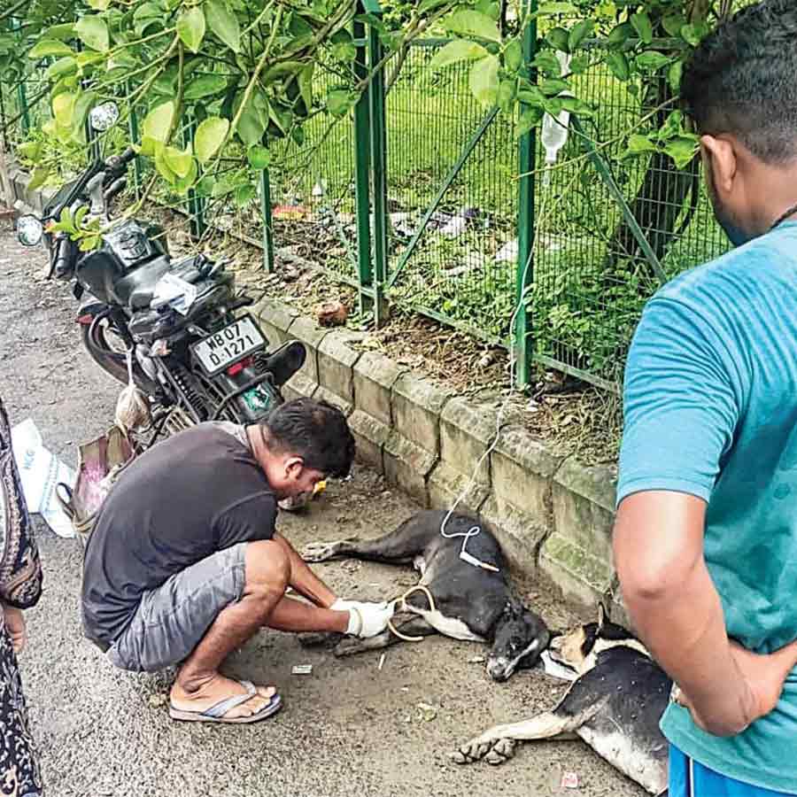 Six street dogs suddenly fall ill in Newtown, allegations of poisoning
