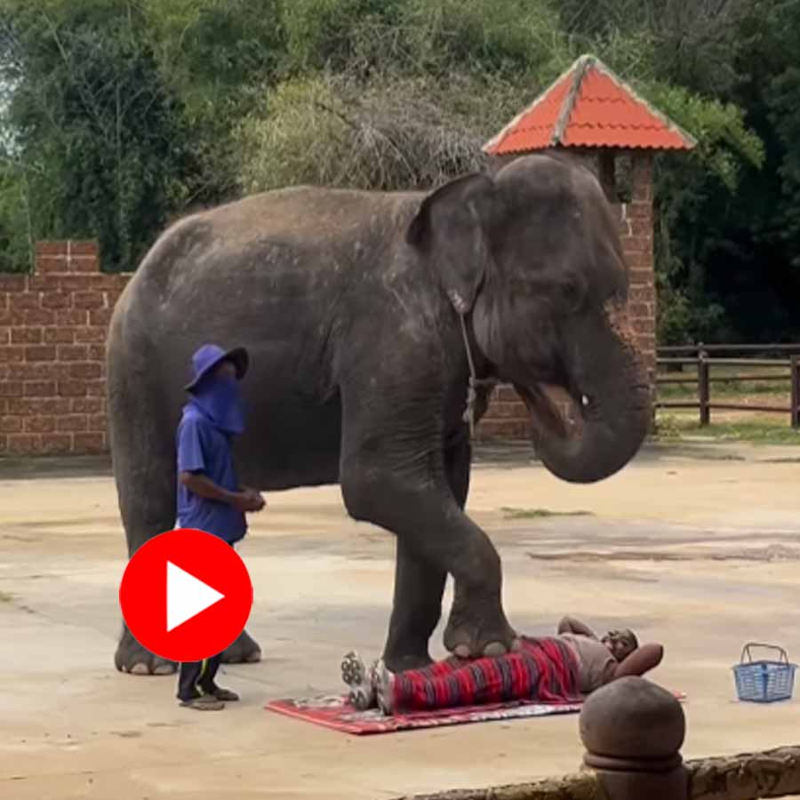 Video of woman getting foot massage by elephant in Thailand zoo goes viral dgtl