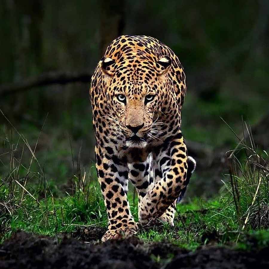 Leopard drags away child from house in Tamil Nadu dgtl